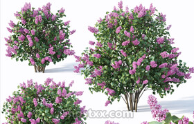 CgTrader - Lilac Syringa vulgaris Nr5 - Three sizes 3D model