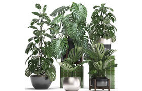 Plant Monstera 3dsMax model