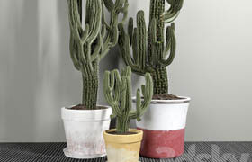 Set of Three Cactuses Carnegiea  ​