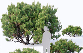 Pinus mugo # 2. H60-260 cm