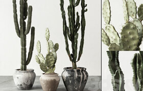 Set of Cactuses