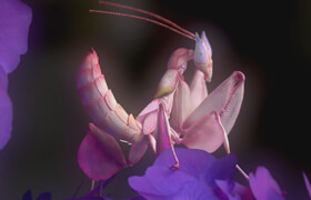 The Gnomon Workshop - Creature Modeling with Zbrush & Marmoset Toolbag - Sculpt, Texture & Render a Realistic Orchid Mantis